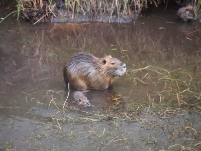 [A tiny nutria swims in the shallow water very close to an adult nutria.]